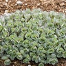 Sedum x Rock 'N Round Superstar Proven Winners Stonecrop