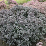 Sedum x Rock 'N Round Superstar Proven Winners Stonecrop