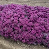 Sedum x Rock 'N Round Superstar Proven Winners Stonecrop