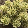 Sedum takesimense Atlantis Proven Winners Stonecrop