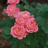 Rosa X Reminiscent Coral Rose