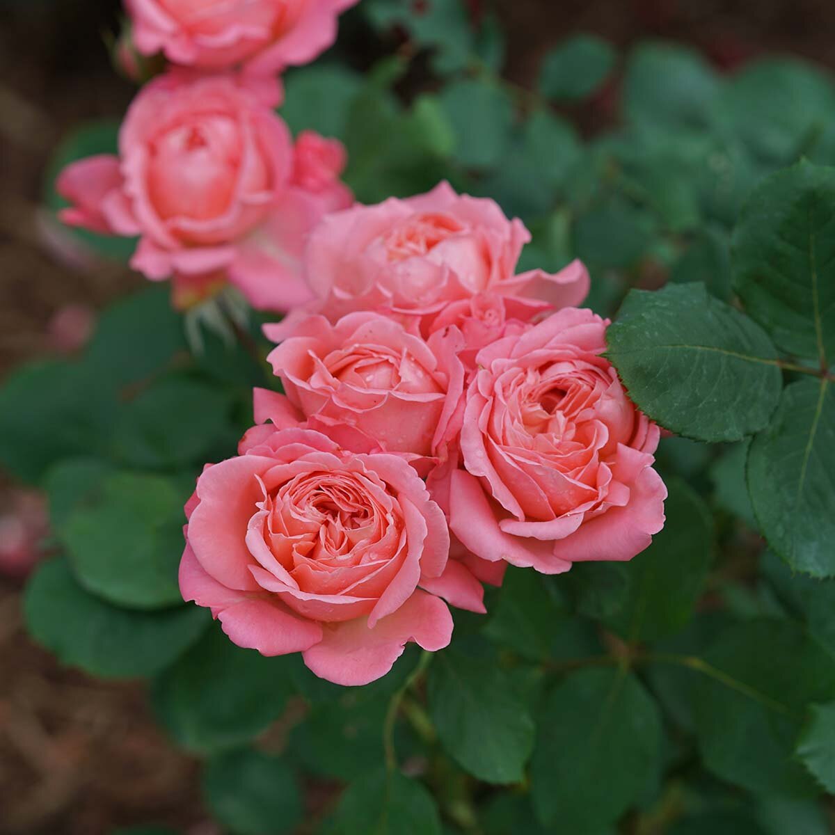 Rosa x Reminiscent Coral Proven Winners Rose | SiteOne US