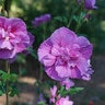 Hibiscus syriacus Dark Lavender Chiffon Proven Winners Rose of Sharon
