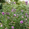 Hibiscus syriacus Dark Lavender Chiffon Proven Winners Rose of Sharon