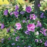 Hibiscus syriacus Dark Lavender Chiffon Proven Winners Rose of Sharon