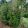 Hibiscus Syriacus Red Pillar Rose of Sharon