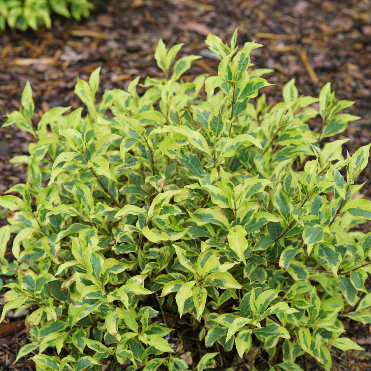 Weigela florida Bubbly Wine Proven Winners Weigela | SiteOne US