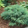 Juniperus chinensis Montana Moss Proven Winners Juniper