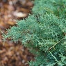 Juniperus chinensis Montana Moss Proven Winners Juniper