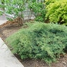 Juniperus chinensis Montana Moss Proven Winners Juniper