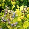 Vaccinium Corymbosum Sky Dew Gold Northern Highbush Blueberry