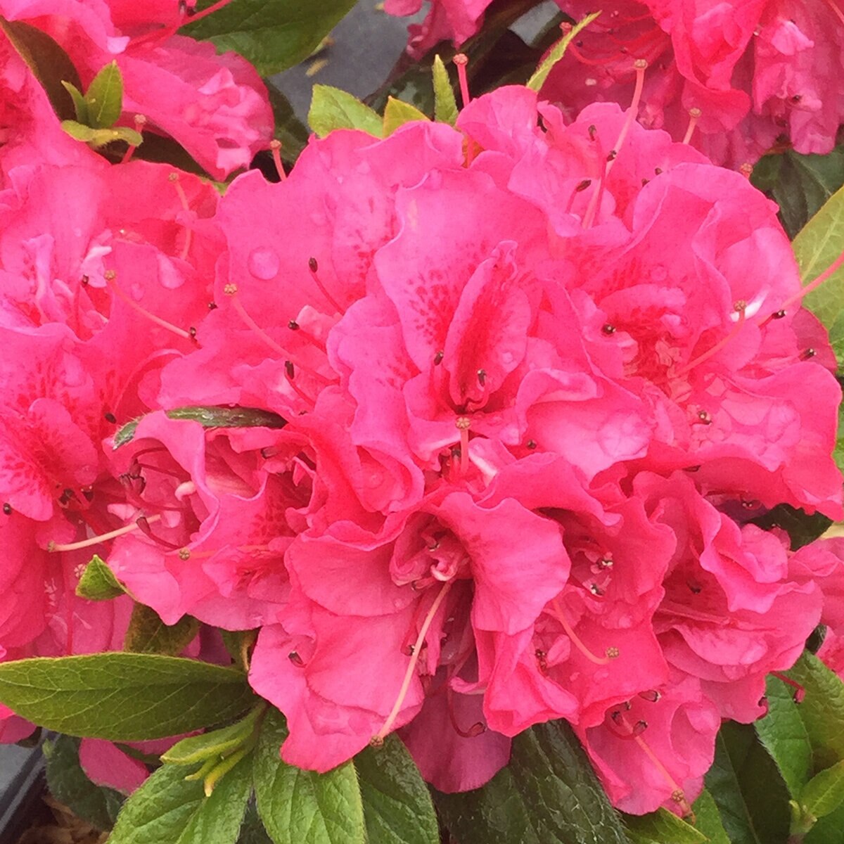 Rhododendron x Perfecto Mundo Double Dark Pink Proven Winners ...