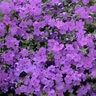 Phlox x Sprite Purple Sprite Proven Winners Phlox