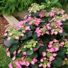 Hydrangea serrata Tuff Stuff Top Fun Proven Winners Lacecap Hydrangea