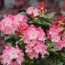 Rhododendron x Dandy Man Color Wheel Proven Winners Rhododendron