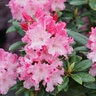 Rhododendron x Dandy Man Color Wheel Proven Winners Rhododendron