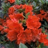 Rhododendron x Perfecto Mundo Orange Proven Winners Reblooming Azalea