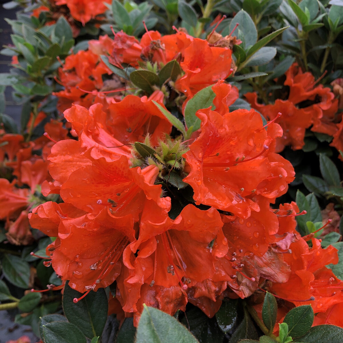 Rhododendron x Perfecto Mundo Orange Proven Winners Reblooming Azalea ...