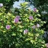 Hibiscus syriacus Paraplu Adorned Proven Winners Rose of Sharon