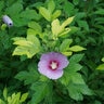 Hibiscus syriacus Paraplu Adorned Proven Winners Rose of Sharon
