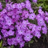 Phlox x Rose Sprite Proven Winners Phlox
