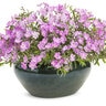 Phlox x Rose Sprite Proven Winners Phlox