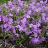 Phlox x Rose Sprite Proven Winners Phlox