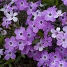 Phlox x Rose Sprite Proven Winners Phlox