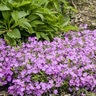 Phlox x Rose Sprite Proven Winners Phlox