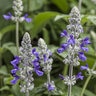 Salvia longispicata x farinacea Rockin' Playin' the Blues Proven Winners Sage