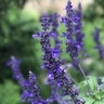 Salvia longispicata x farinacea Rockin' Playin' the Blues Proven Winners Sage