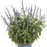 Salvia longispicata x farinacea Rockin' Playin' the Blues Proven Winners Sage