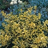 Euonymus fortunei Blondy Proven Winners Wintercreeper