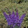 Buddleia x Lo & Behold Blue Chip Jr. Proven Winners Butterfly Bush