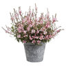 Gaura lindheimeri Stratosphere Pink Picotee Proven Winners Gaura