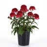 Echinacea hybrida Double Scoop Strawberry Deluxe Proven Winners Coneflower