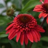 Echinacea hybrida Double Scoop Strawberry Deluxe Proven Winners Coneflower
