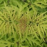 Sambucus racemosa Lemony Lace Proven Winners Elderberry