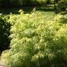 Sambucus racemosa Lemony Lace Proven Winners Elderberry