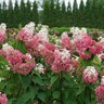 Hydrangea paniculata Pinky Winky Prime Proven Winners Panicle Hydrangea