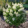 Hydrangea paniculata Pinky Winky Prime Proven Winners Panicle Hydrangea