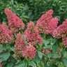 Hydrangea paniculata Pinky Winky Prime Proven Winners Panicle Hydrangea