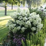 Hydrangea paniculata Bobo Proven Winners Panicle Hydrangea 1 gal. Container
