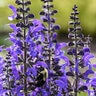 Salvia x Color Spires Indiglo Girl Proven Winners Sage