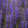 Salvia x Color Spires Indiglo Girl Proven Winners Sage