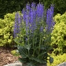 Salvia x Color Spires Indiglo Girl Proven Winners Sage