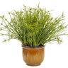 Cyperus prolifer Graceful Grasses Queen Tut Proven Winners Dwarf Papyrus