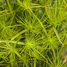 Cyperus prolifer Graceful Grasses Queen Tut Proven Winners Dwarf Papyrus