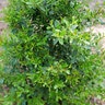 Ilex glabra Squeeze Box Proven Winners Inkberry Holly