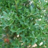 Ilex glabra Squeeze Box Proven Winners Inkberry Holly